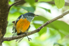 Dicaeum trigonostigma rubropygium