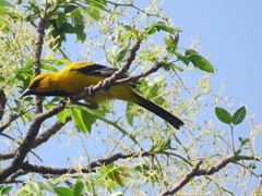 Icterus nigrogularis