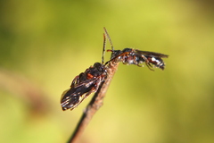 Nomada australensis