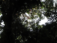 Oreophasis derbianus