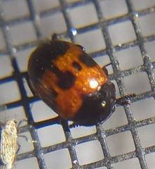 Diaperis nigronotata