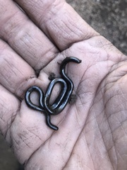 Leptotyphlops sylvicolus