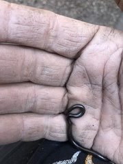 Leptotyphlops sylvicolus