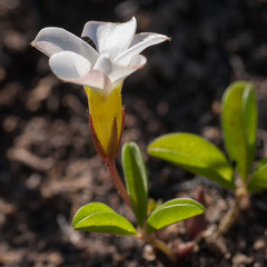 Oxalis minuta