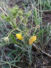 Cymbaria daurica