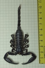 Heterometrus thorellii