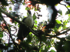 Oreophasis derbianus