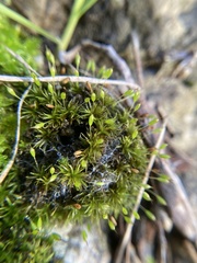 Ptychomitrium australe