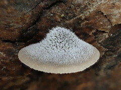 Hohenbuehelia clelandii