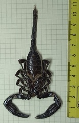 Heterometrus thorellii