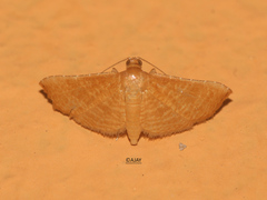 Addaea trimeronalis