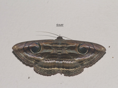 Spirama retorta