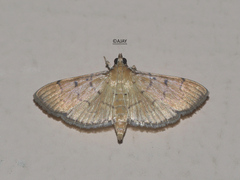 Herpetogramma rudis
