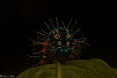 Doleschallia bisaltide australis