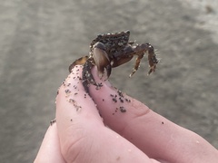 Pachygrapsus marmoratus