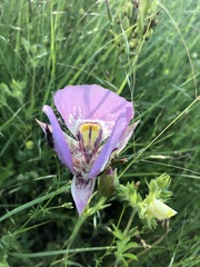 Calochortus nitidus