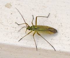 Oncotylus viridiflavus
