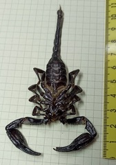 Heterometrus thorellii