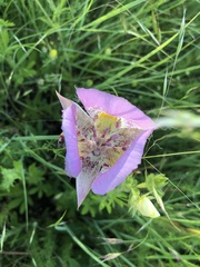 Calochortus nitidus