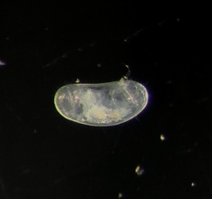 Cyprididae
