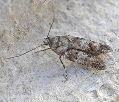 Exoteleia dodecella