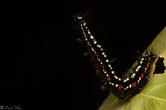 Doleschallia bisaltide australis