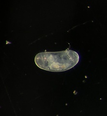 Cyprididae