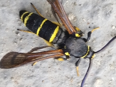 Paranthrene tabaniformis