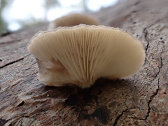 Hohenbuehelia clelandii