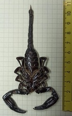 Heterometrus thorellii