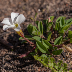 Oxalis minuta