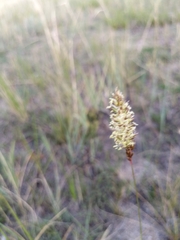 Carex duriuscula