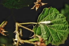 Oecanthus euryelytra