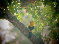 Icterus nigrogularis