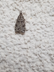 Scoparia basistrigalis