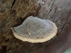 Hohenbuehelia clelandii