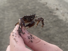 Pachygrapsus marmoratus