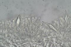 Hohenbuehelia clelandii