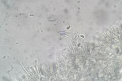 Hohenbuehelia clelandii