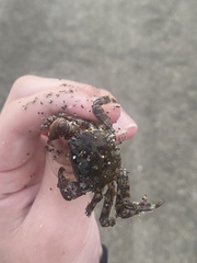 Pachygrapsus marmoratus