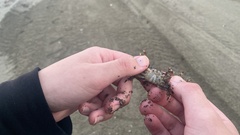 Pachygrapsus marmoratus