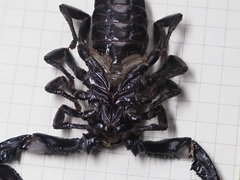 Heterometrus thorellii