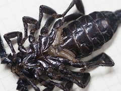 Heterometrus thorellii