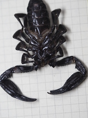 Heterometrus thorellii