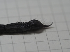 Heterometrus thorellii