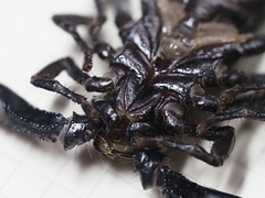 Heterometrus thorellii