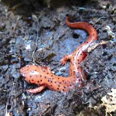 Pseudotriton montanus