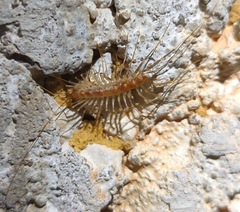 Scutigera linceci