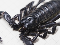 Heterometrus thorellii