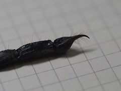 Heterometrus thorellii